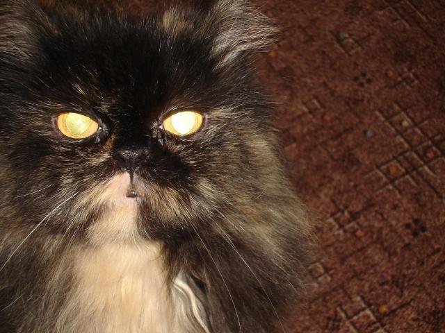 Mionka